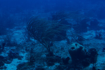Close-up of a gorgonian coral underwater. © Ян Кашенко