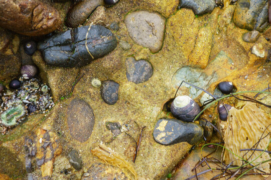 Rocky tide pool with smooth stones sea snails barnacles and green algae resting in shallow coastal water under muted overcast light