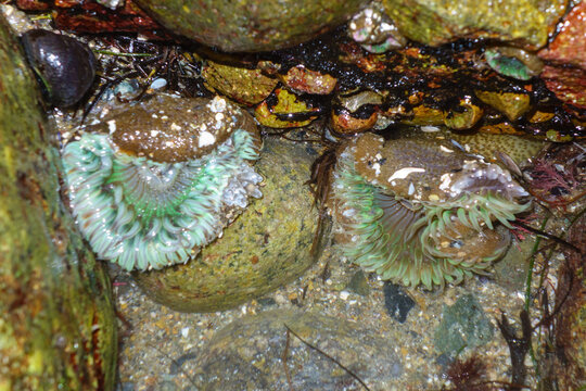 Two vibrant green anemones nestled tightly between wet coastal rocks in a shallow tide pool at low tide.