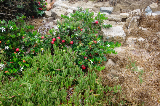 Green natal plum bush featuring small white flowers and bright red fruit grows amidst coastal groundcover and rocks