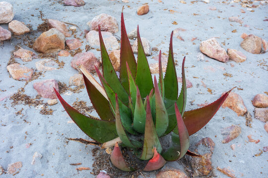 Bitter aloe plant features thick green leaves with reddish margins growing naturally in wild sandy terrain with rocks