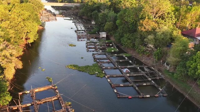 Floating fish cages arranged in rows along the river surrounded by lush tropical green trees