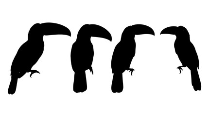 Fototapeta premium toucan realistic black shadow silhouette isolate vector set