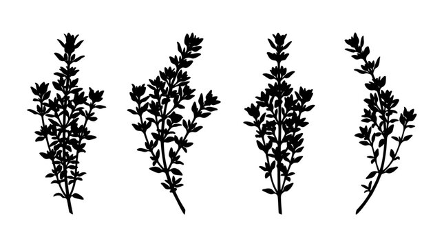 thyme realistic black shadow silhouette isolate vector set