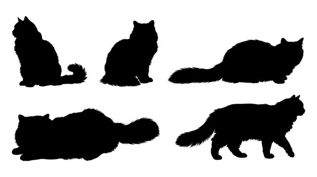Ragdoll cat realistic black shadow silhouette isolate vector set