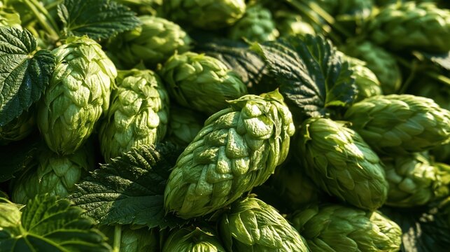 Close-up of fresh green hop cones, a key ingredient for brewing beer and artisanal beverages
