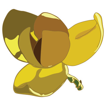 Melodorum fruticosum white cheesewood flower illustration in yellow and brown perspective view