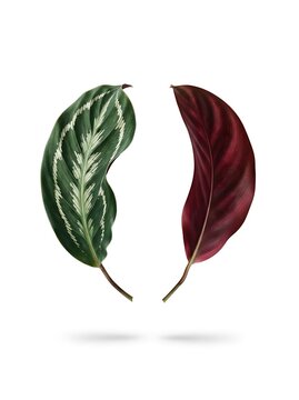 Two sides of a calathea leaf showing the patterned green top and the deep purple underside isolated on white background