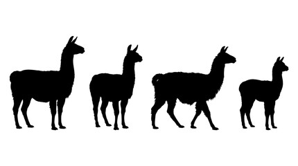 Fototapeta premium llama realistic black shadow silhouette isolate vector set