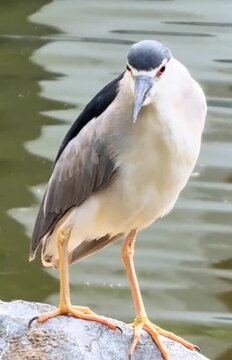 A young black-crowned night heron near water - slow motion shote