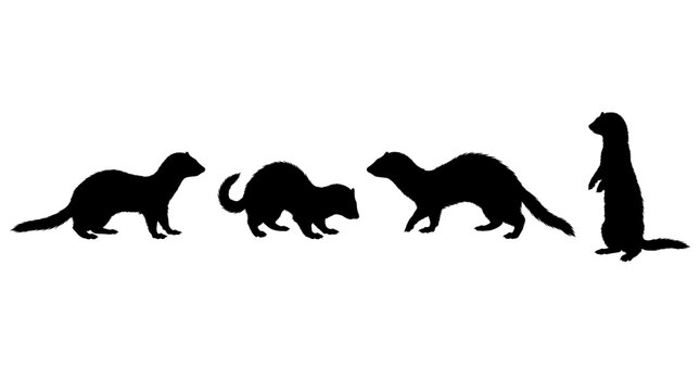 ferret realistic black shadow silhouette isolate vector set