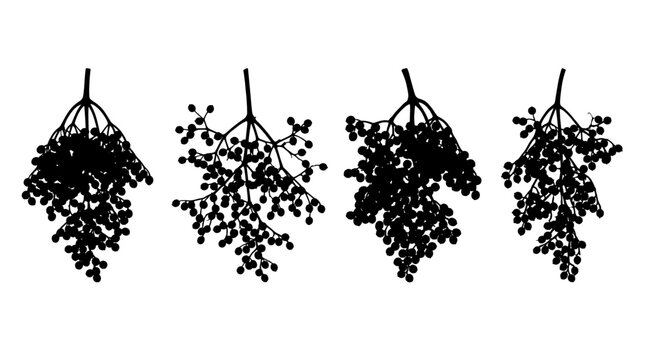 elderberry realistic black shadow silhouette isolate vector set