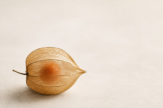 Dried Physalis Husk With an Orange Berry in Warm Light