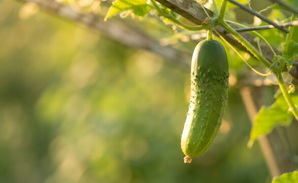 Cucucmber