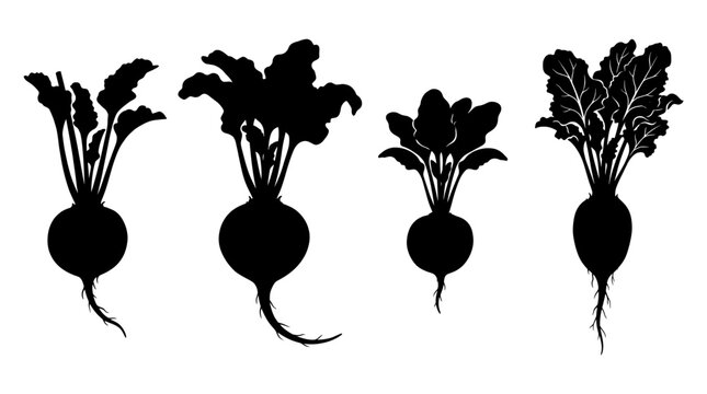 beetroot realistic black shadow silhouette isolate vector set
