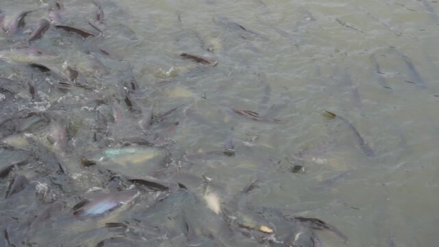 fish