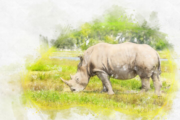 Watercolor painting illustration of White rhino on white background © Maria