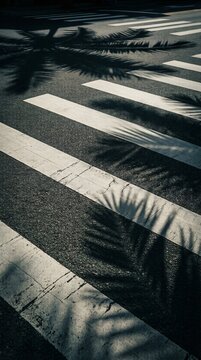 Palm tree shadow cast on white crosswalk stripes and asphalt