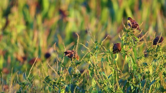 Female Red-winged Blackbirds Feeding on Weed Seeds