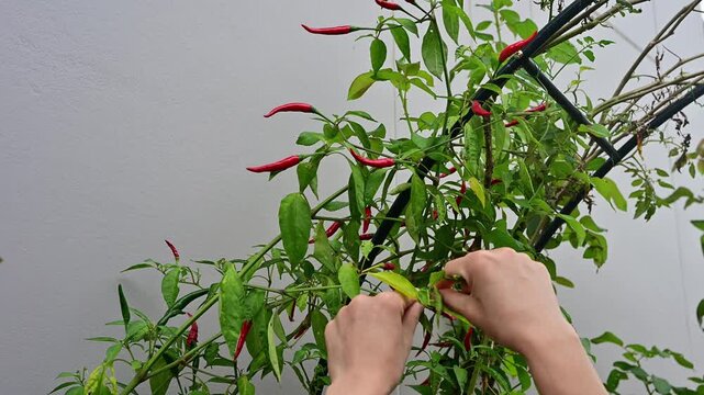Someone hands picking red chillies from chilli Tree. Chili peppers (Capsicum annuum) are the fruits of Capsicum pepper plants, notable for their hot flavor.