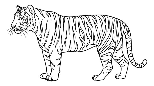 Standing tiger coloring page vector line art