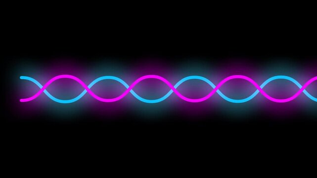 Blue and pink glowing wavy lines animation. Glowing neon lines animation on transparent background