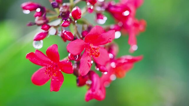 Beautiful red jatropha plant flowers blooming in a natural setting slow motion 180fps Captured in Cinematic High Detail Footage