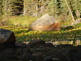 Large Boulder Surrounded by Aquatic Vegetation in Red Rock Lake, Colorado © Ted Iwabuchi Nature