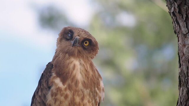 Birds of prey in nature during a bright day