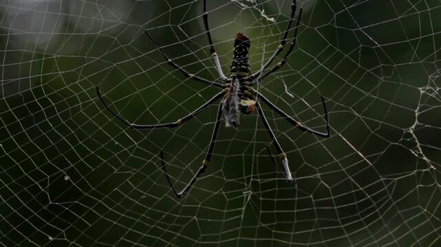 spider on a web