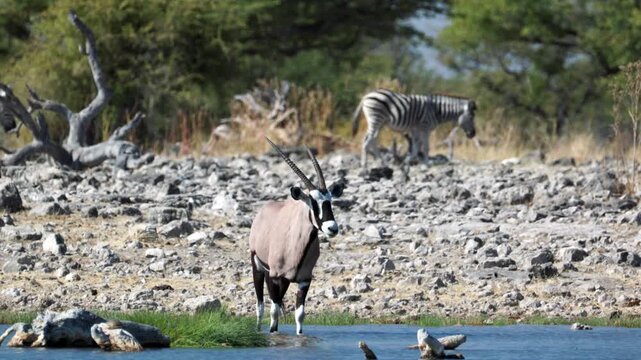 a front view shot of a gemsbok standing in goas waterhole at etosha national park in namibia, africa