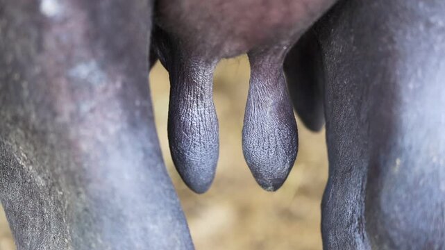 Close up detailed view of a dairy cow udders in an agricultural farm setting slow motion 180fps Captured in Cinematic High Detail Footage