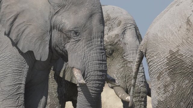 a close up of a herd of african elephants standing in gemsbokvlatke waterhole at etosha national park in namibia, africa