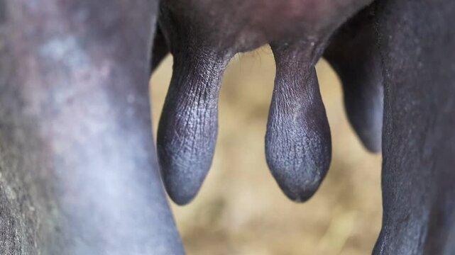 Macro shot of cow udders highlighting dairy farming and agriculture slow motion 180fps Captured in Cinematic High Detail Footage