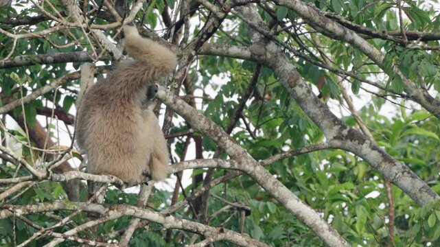 gibbon