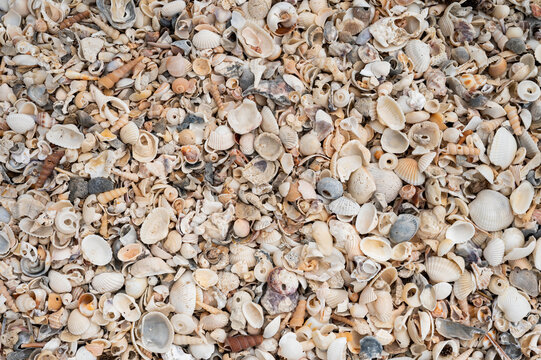 A dense arrangement of varied tiny sea shells covering the sandy beach.