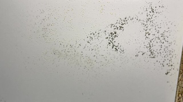 A close-up of mold growth on the bottom of white furniture drawers. Visible traces of fungal growth on the furniture surface due to high humidity.