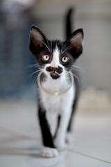 Adorable Black and White Kitten Cat. © Phannasit