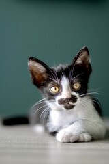 Adorable Kitten Black and White Cat, Looking to camera. © Phannasit