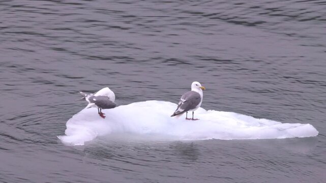 a glaucous-winged gull preens as another stands on an iceberg at glacier bay, alaska of the usa