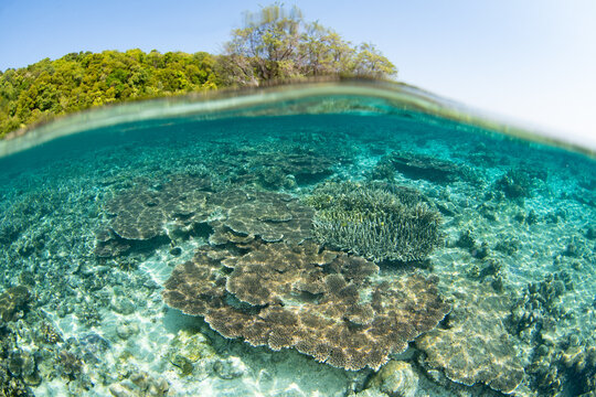 A beautiful coral reef thrives in the Derawan Islands of East Kalimantan, Indonesia. This scenic archipelago harbors extraordinary marine biodiversity and is a destination for divers and snorkelers.