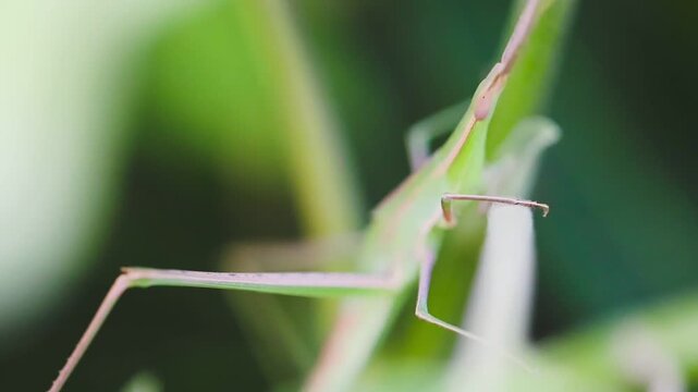 Close up macro of a green praying mantis insect exploring a plant stem slow motion 180fps Captured in Cinematic High Detail Footage