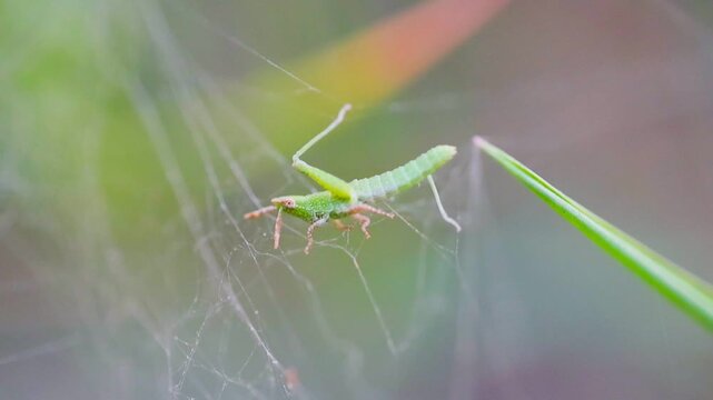 Grasshopper traped very thin web or stem slow motion 180fps Captured in Cinematic High Detail Footage