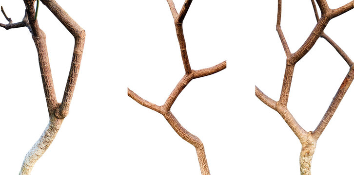collection of tree branches isolated on white background