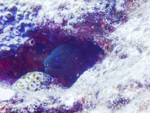 Giant moray