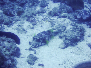 White-spotted puffer © 雅文 大石