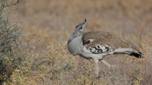 a close tracking clip of a kori bustard walking on the savannah near chudop waterhole of etosha national park in namibia