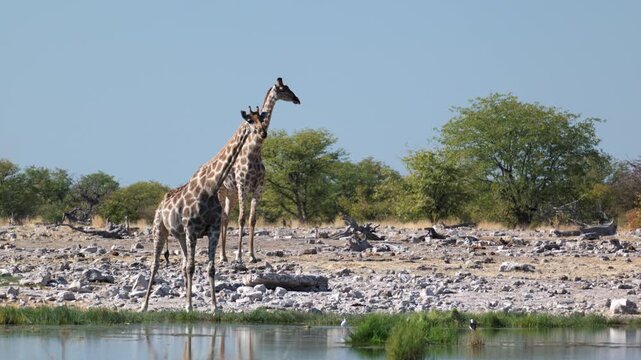 a pair of giraffe standing beside goas waterhole at etosha national park in namibia, africa