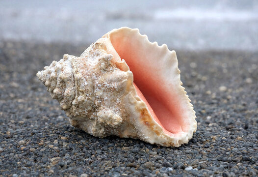 Close up of a pink and white conch shell resting on a pebble beach with blurred ocean background