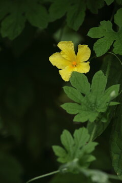 緑の葉の間に咲くゴーヤの雄花